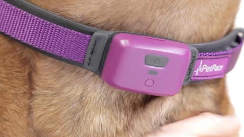 PetPace Collar